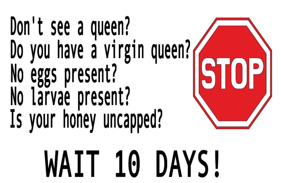 David Burns- Wait 10 Days Tshirt